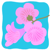 イッペーの花（桃色・背景あり）