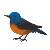 イソヒヨドリ（雄）