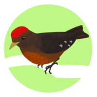 ノグチゲラ・2（背景あり）