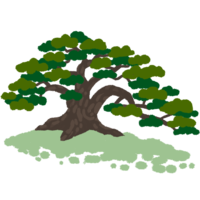 リュウキュウマツ