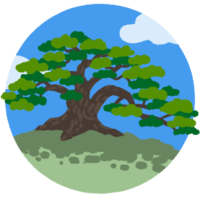 リュウキュウマツ（背景あり）