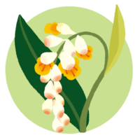 月桃（ゲットウ）の花・１