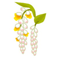 月桃（ゲットウ）の花・2