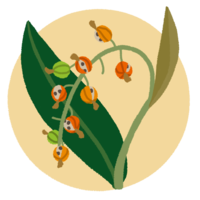 月桃（ゲットウ）の実・１