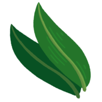 月桃（ゲットウ）の葉